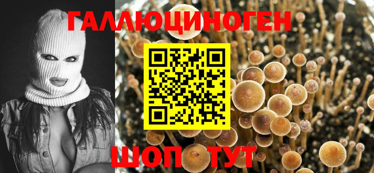 Псилоцибиновые грибы Psilocybe Грозный